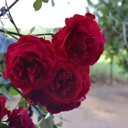 Le Du Gege ブイヨン