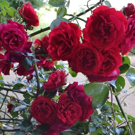 Le Du Gege ブイヨン